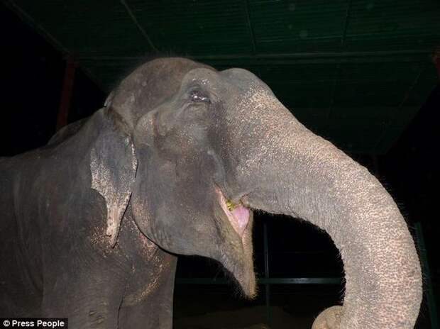 Radga13 Спасение слона, проведшего 50 лет в неволе, который плакал от счастья