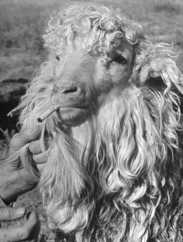 Ангорская коза, 1942 год история, факты, фото