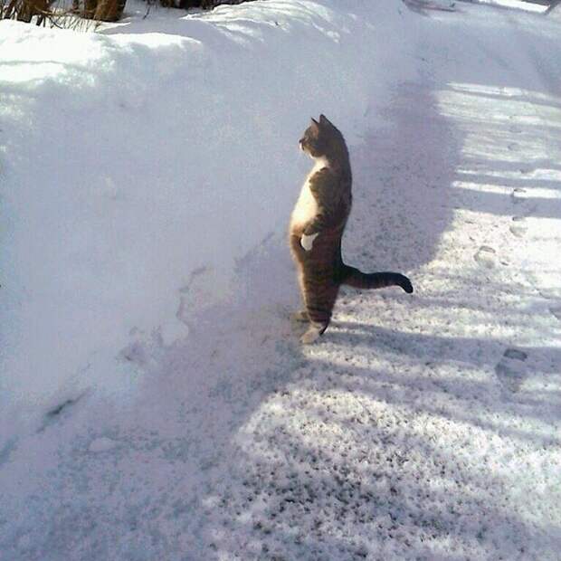коты, которым нравится стоять 
