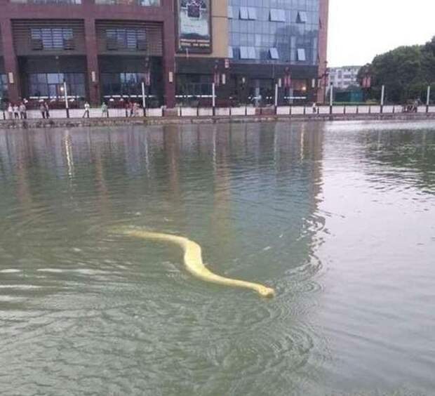 Водные процедуры для огромного питона (4 фото) Водные процедуры для огромного питона (4 фото)