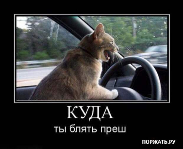 Демотиваторы про котэ (30 фотэ)