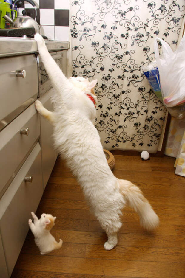 кошка и котенок 
