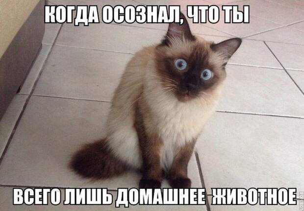 Смехотерапия Писца. Закаляйся!