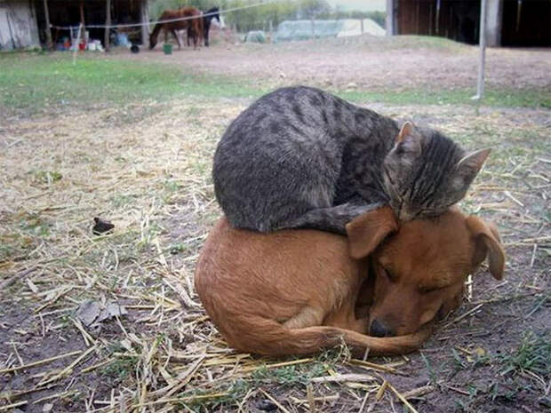 животные пригрелись в лучах солнца