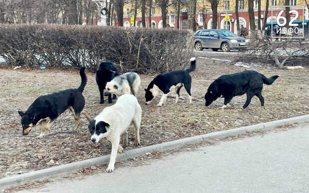 В Рязанском районе в этом году начнут строить приют для животных