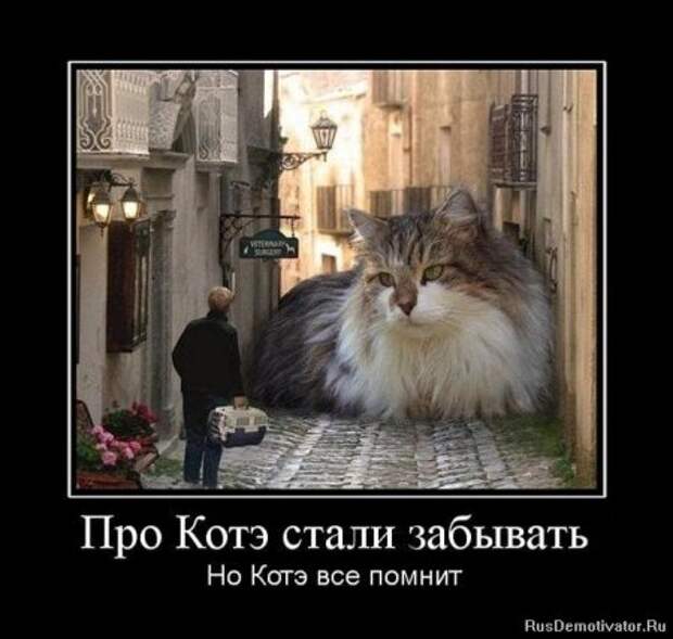 Демотиваторы про котЭ