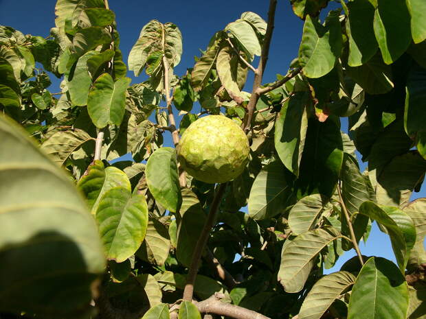 Cherimoya_tree_hg.jpg