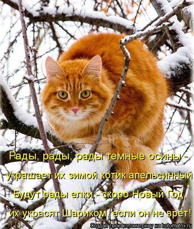 Лучшие котоматрицы недели (50 фото)