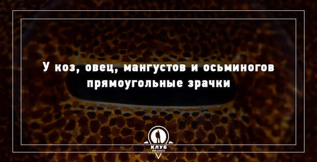 15 удивительных фактов о животных 15 удивительных фактов о животных животные, факты