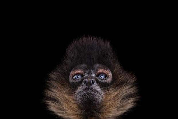 Фотографии диких животных обезьянка