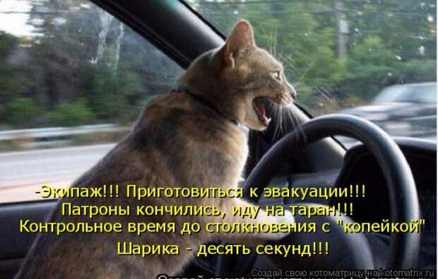 Котоматрицы :)