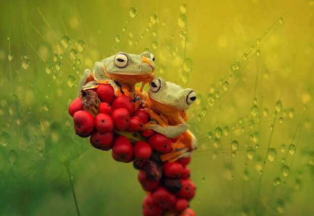 frog-photography-3__880