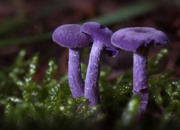 6. Amethyst deceiver Лаковица аметистовая. грибы, интересное, фото