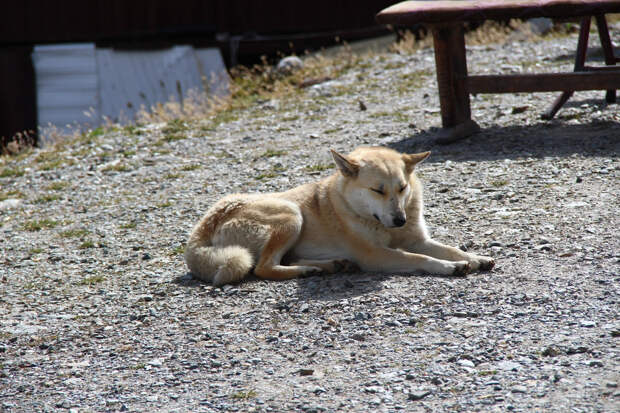 Власти Марокко обвинили в жестоких убийствах бездомных собак перед ЧМ-2030 по футболу