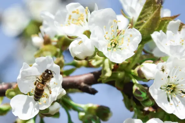 В четверг в Симферополе до 22 градусов тепла