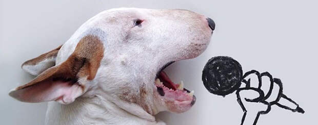Fabulous links: Jimmy Choo the bull terrier