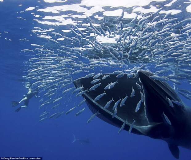 Обедающий кит едва не проглотил фотографа (8 фото)