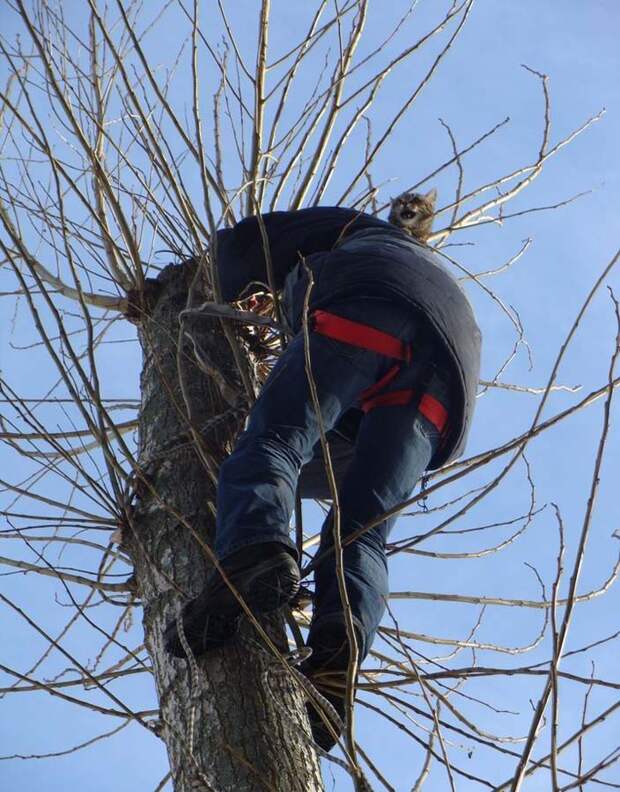 Спасение кота, застрявшего на тополе spaseniekota 7 Спасение кота, застрявшего на тополе