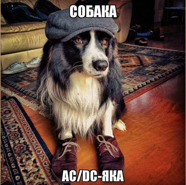 Смешные картинки с подписями катинки, прикол, юмор