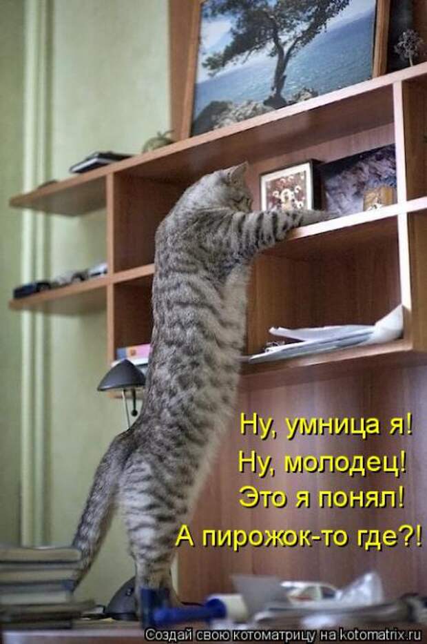 Котик молодец картинка