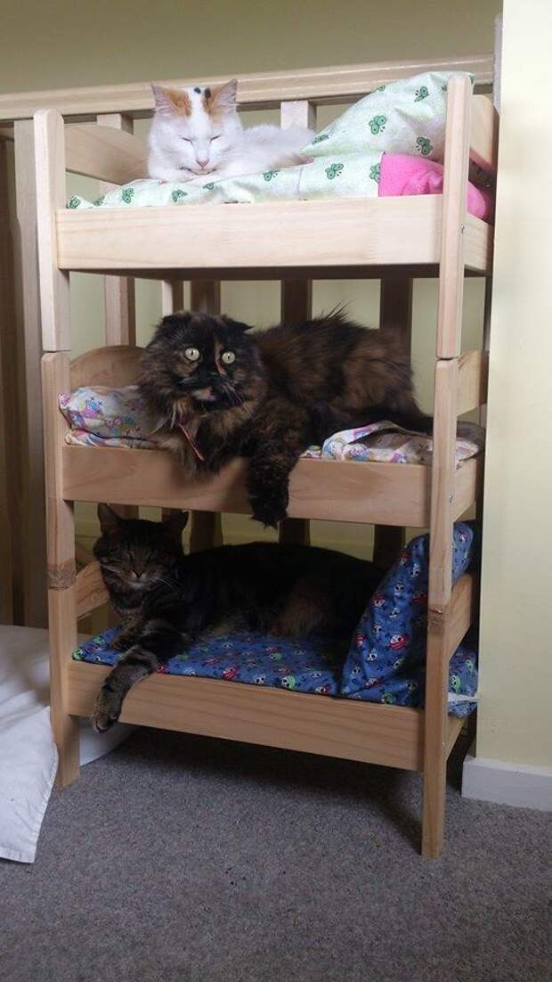 коты самые лучшие друзья (17)