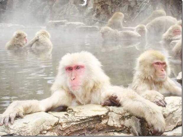 snow-monkeys-3