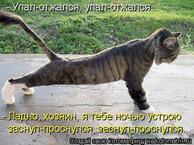 Свежая котоматрица (38 фото)