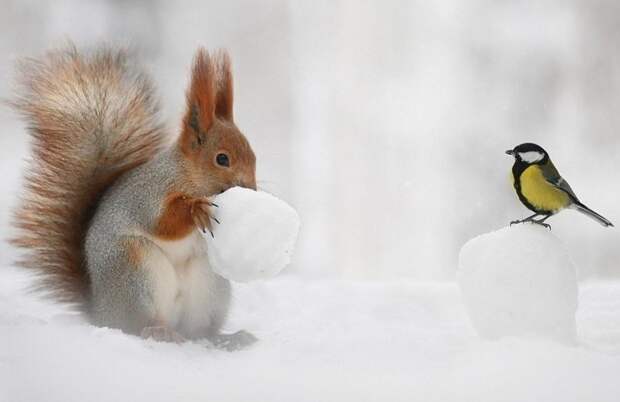 Мужчина спрятал орех в снежок, и белка тут же учуяла лакомство белка, животные, лес, орех, ростов, синица, фото, фотограф