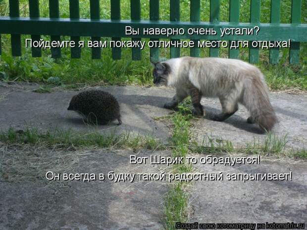 Котоматрица: Вы наверно очень устали? Пойдемте я вам покажу отличное место для отдыха! Вот Шарик то обрадуется! Он всегда в будку такой радостный запрыги