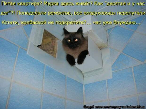Новая котоматрица на Бугаге (39 фото)