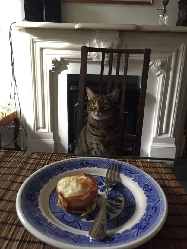 Смешные и забавные кошки