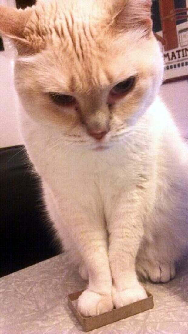 кошка в коробке 