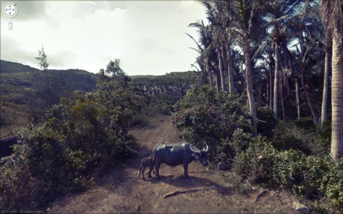 Неординарные снимки из сервиса Google Street View (47 фото) Неординарные снимки из сервиса Google Street View (47 фото)