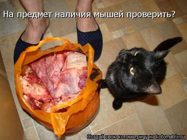 Лучшие котоматрицы недели