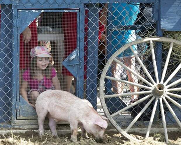 Ловля свиней в грязи на Festival du Cochon-2015 (17 фото)