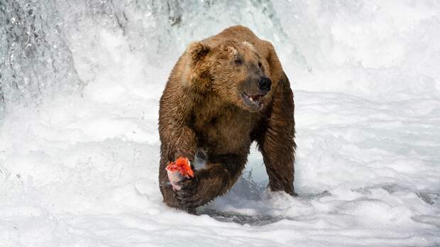 Секреты рыбалки от медведей животные, медведь, рыба, рыбалка, фото