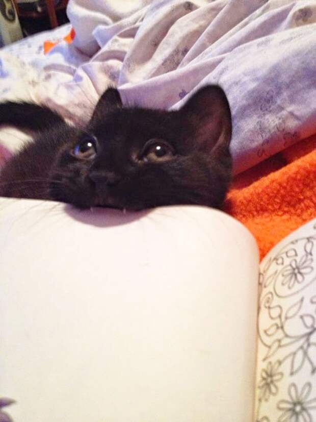 кошка мешает читать