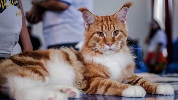 Хозяйка победившей в мировом конкурсе кошки-ветерана раскрыла секрет ее красоты