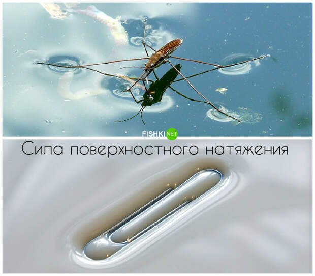 Почему водомерка бегает по воде живая природа, законы в действии, физика