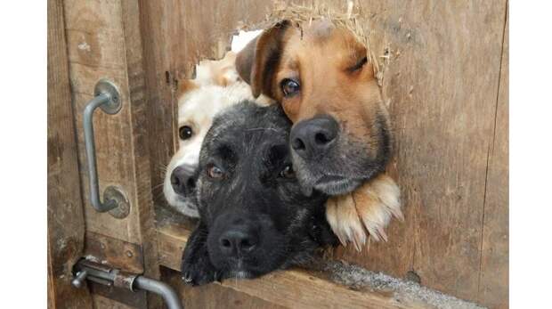 8 оригинальных заборов с «глазами»