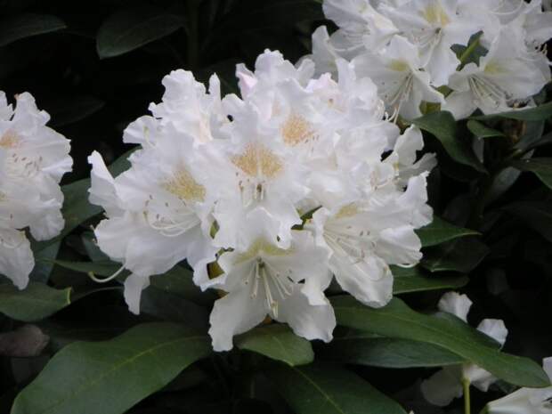 Rhododendron hybrid Cunninghams White Рододендрон гибридный Каннингемс Вайт - Садовый центр НОКСА