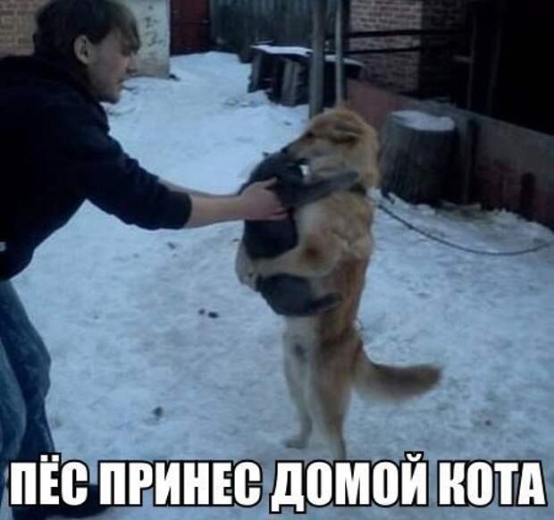 Кто сказал, что гусь свинье не товарищ? дружба, животные, милота, прикол