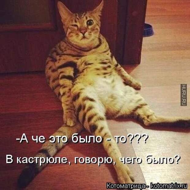 Лучшая котоматрица недели (30 фото)
