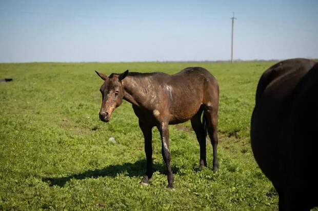Донские ветеринары спасают лошадей, пострадавших от обстрелов ВСУ в Запорожской области