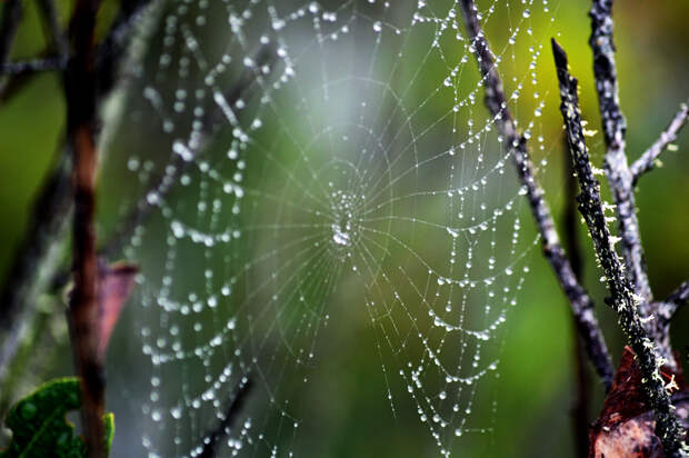 perlaroques/CC BY-NC-ND 2.0