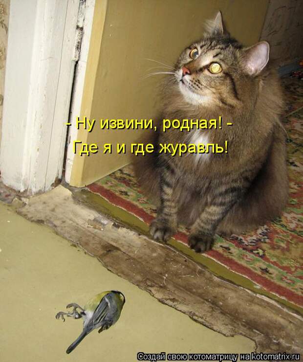 Котоматрица: - Ну извини, родная! -  Где я и где журавль!