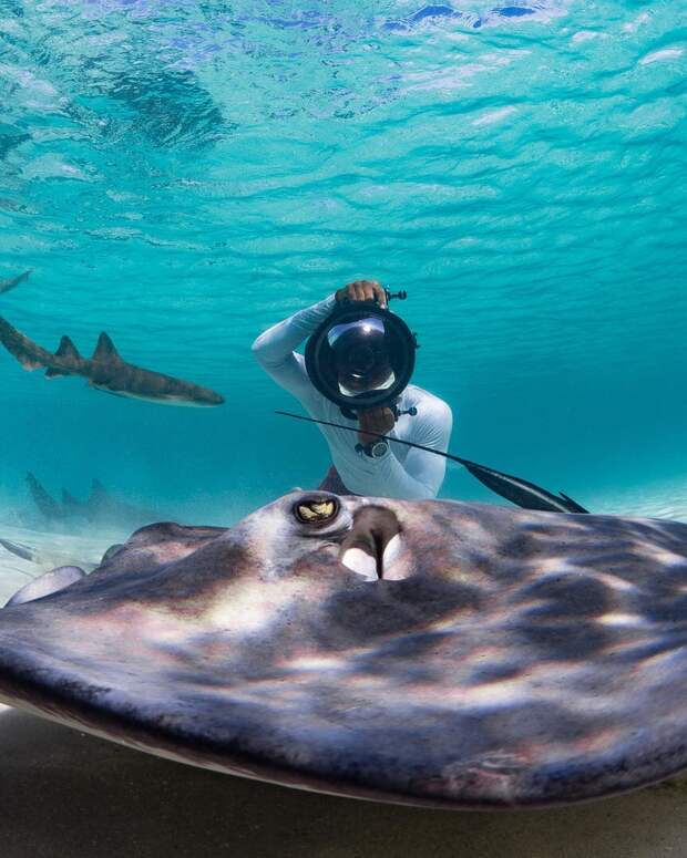 Андре Масгроув (André Musgrove) и его невероятные подводные снимки