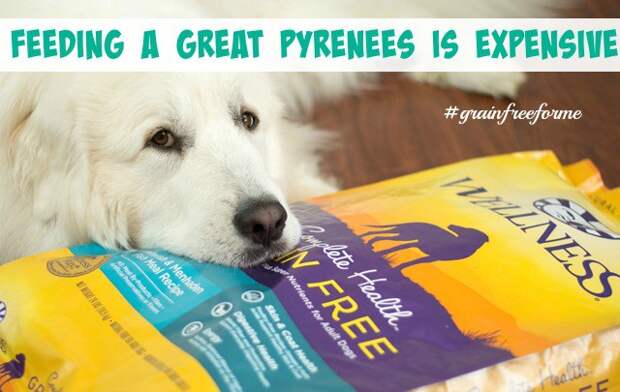 One of the first things I'm always asked about Great Pyrenees is, "How much do they eat?" Today, I'm answering that question and giving my recommendation for the perfect food.