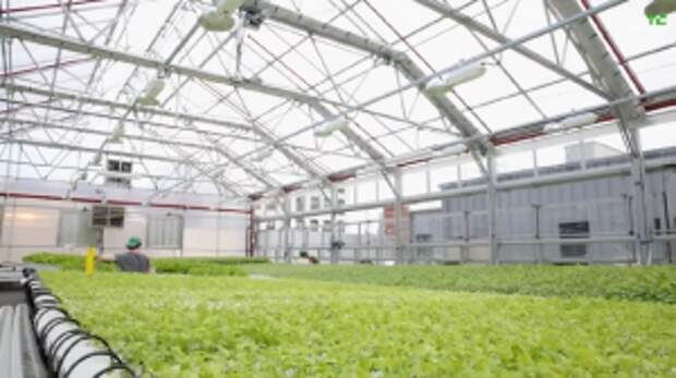 Rooftop Gardens: New Fad or Wave of the Future?