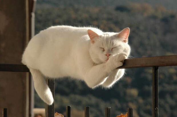 Немного спящих котов коты, милота, сон